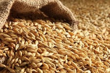 آغازتوزیع یکصد تن جو یارانه‌ای در روستاهای  خسارت دیده از سیل در هرسین