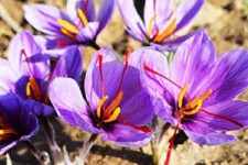 آغاز برداشت زعفران از سطح مزارع شهرستان هرسین 