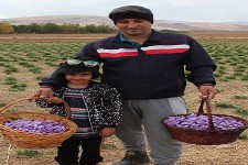 برداشت زعفران از مزارع شهرستان هرسین