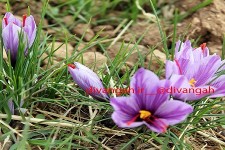 فرصت طلایی رونق اقتصاد شهرستان با برند زعفران هرسین/ داستان تکراری  نبود صنایع تبدیلی