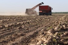 تولید بیش از ۶۶هزارتن چغندر  قنددر شهرستان هرسین