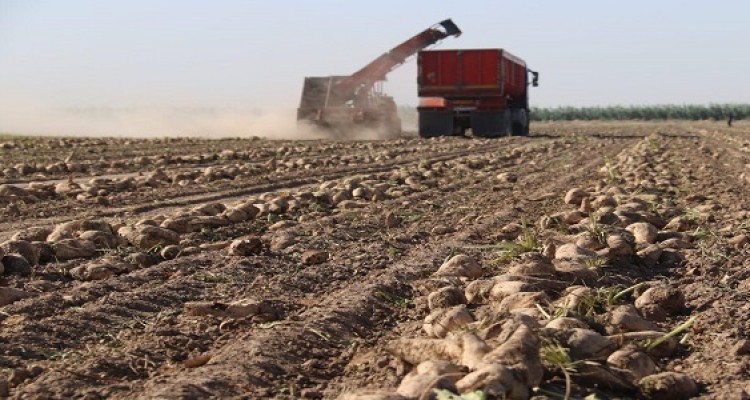 تولید بیش از ۶۶هزارتن چغندر  قنددر شهرستان هرسین