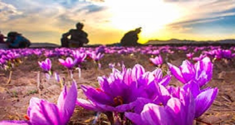 بر داشت ۶۶کیلوگرم زعفران از سطح مزارع شهرستان هرسین