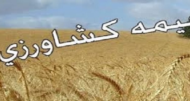 بیمه گندم وجو دیم  هر هکتارفقط با ده  هزار تومان