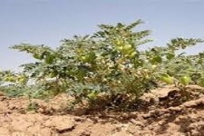 کشاورزان هرسینی فرصت کشت نخود را از دست ندهند