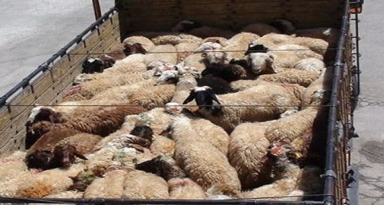 کشف 23 راس احشام قاچاق در هرسین  