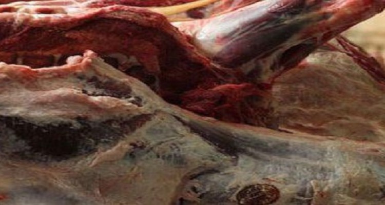 امحاء 22 کیلو گرم گوشت  و فرآورده خام دامی  در هرسین