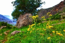 تصاویر زیبای بهاری از طبیعت شهرستان هرسین