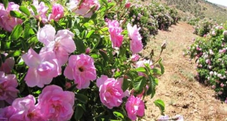 آغاز بر داشت گل محمدی از سطح 63هکتار از مزارع شهرستان هرسین