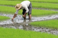 ممنوعیت کاشت برنج در شهرستان هرسین