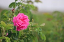 برداشت 175تن گل محمدی از مزارع شهرستان هرسین/ تولید۳۵۰تن گلاب در  شهرستان