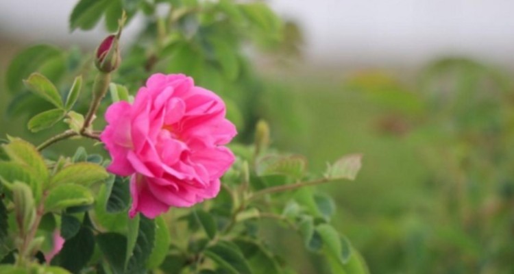 برداشت 175تن گل محمدی از مزارع شهرستان هرسین/ تولید۳۵۰تن گلاب در  شهرستان