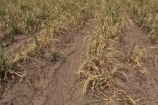 خسارت ۴۰۰میلیاردریالی به مزارع غلات در هرسین بر اثر خشکسالی