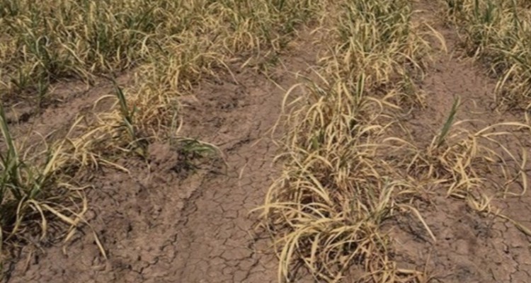 خسارت ۴۰۰میلیاردریالی به مزارع غلات در هرسین بر اثر خشکسالی