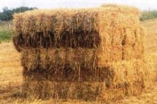 ممنوعیت خروج کاه وکلش از شهرستان هرسین