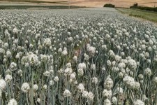 آغاز برداشت پیاز بذری ازسطح ۶۵هکتار مزارع هرسین