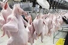 عرضه مرغ ۱۸مرغداری هرسین به کشتارگاه های استان به نرخ دولتی
