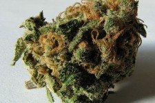 کشف ۴ کیلو گرم ماده مخدر گل در هرسین