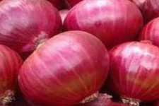 پیش بینی تولید ۲۰هزار تن پیاز در شهرستان هرسین