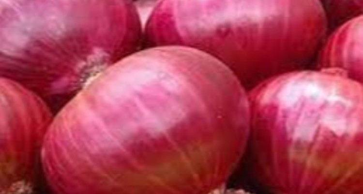 پیش بینی تولید ۲۰هزار تن پیاز در شهرستان هرسین