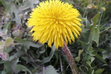 تصاویر زیبای بهاری در هرسین