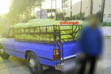 کشف بیش از  ۲تن  نهاده دامی توسط پاسدارن گمنام امام زمان عج در سپاه ناحیه هرسین