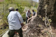 درختان کهن هرسین در لیست آثار ملی ثبت میشوند