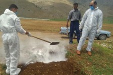 تلف شدن 5راس گوسفند در کوهپایه های روستای نجوبران بیستون/ احشام تلف شده دفن بهداشتی شدند