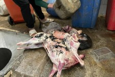 ضبط و امحا۵۳کیلو گوشت کشتار غیر مجاز در هرسین/ استمرار بازرسی ها تا ساماندهی نهایی