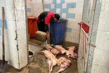 ضبط و امحاء4لاشه گوشت کشتار غیر مجاز در هرسین