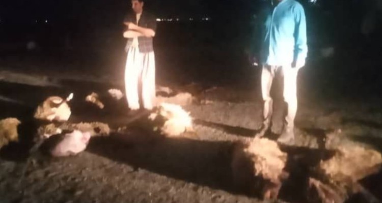 تلف شدن 27راس گوسفند در محور بیستون به سنقر