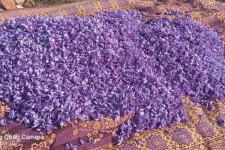 اجرای ۲۹ طرح اشتغال زا در اراضی ملی شهرستان هرسین