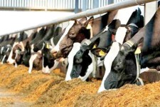 توزیع 750 تن نهاده دامی  در بین دامداران هرسینی