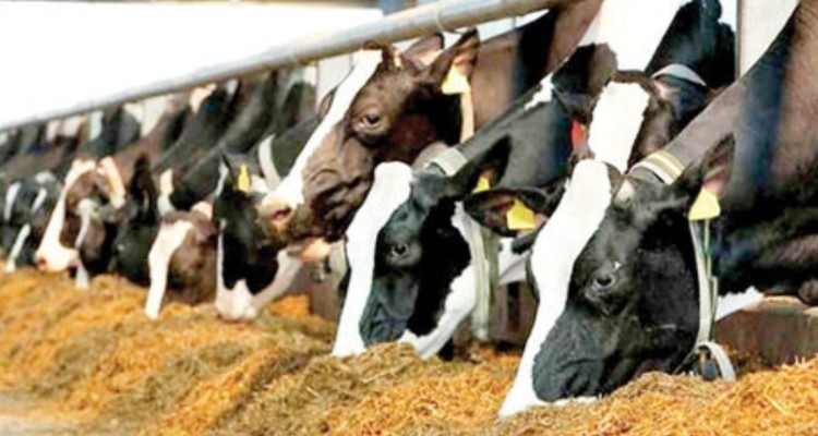 توزیع 750 تن نهاده دامی  در بین دامداران هرسینی