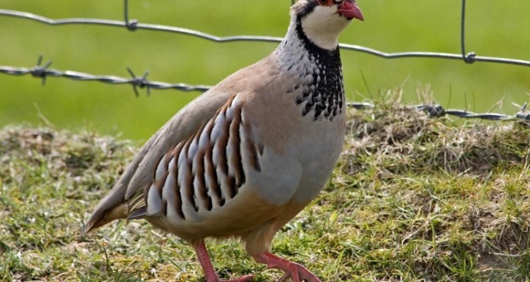 کشف 5قطعه کبک از متخلفین در بخش بیستون