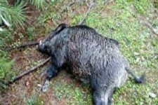 کشف 3لاشه گراز از داخل خودرو در هرسین