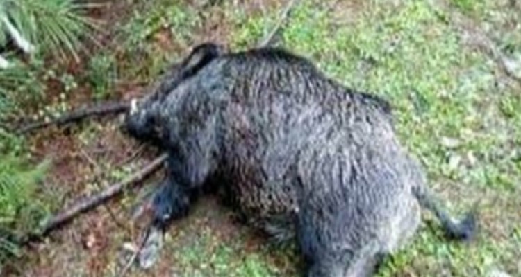 کشف 3لاشه گراز از داخل خودرو در هرسین