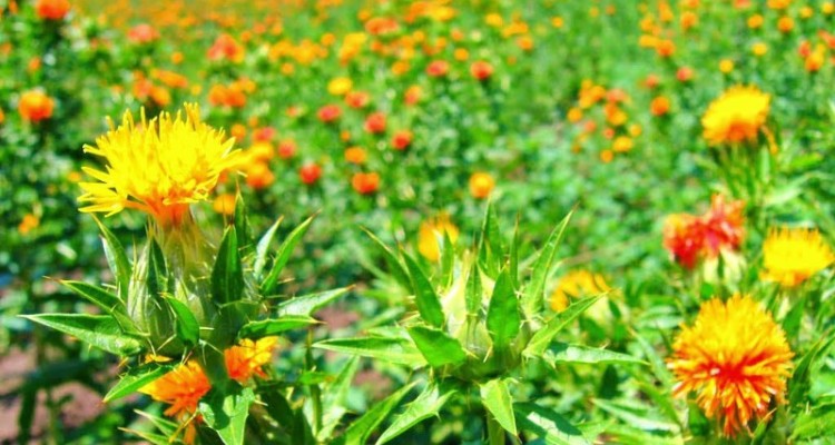 اختصاص ۵۳ هکتار از اراضی کشاورزی شهرستان به کاشت گلرنگ