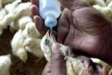 آغاز اجرای واکسیناسیون(نیوکاسل)طیور بومی در هرسین