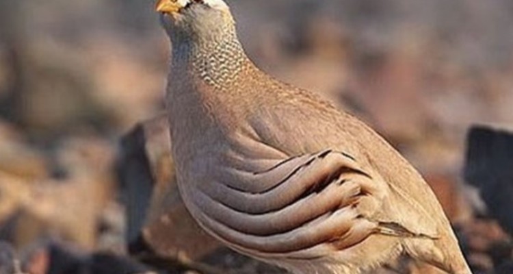 کشف و ضبط 9قطعه کبک از متخلفین در هرسین