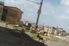 زندگی مردم در محاصره سگ های ولگرد