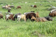 چرای دام در منطقه گونبان با شرایط خاص بلامانع است