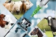 انجام 118هزار دز واکسن آبله در دو ماهه ابتدایی سال در هرسین