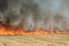 زمین های کشاورزی روستای کاشانتو بیستون طعمه حریق شد+فیلم