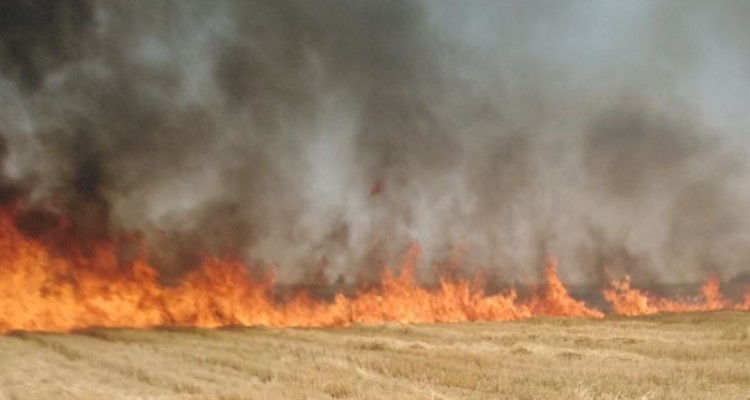 زمین های کشاورزی روستای کاشانتو بیستون طعمه حریق شد+فیلم