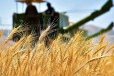 افزایش 186درصدی سطح برداشت گندم از مزارع هرسین