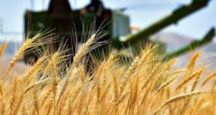 افزایش 186درصدی سطح برداشت گندم از مزارع هرسین