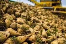 پیش بینی برداشت 82هزار تن چغندر در هرسین