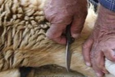 قرن ۲۱ و نبود کشتارگاه صنعتی در هرسین!