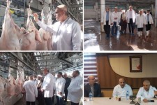 لزوم ضابطه مند شدن کشتار دام در هرسین